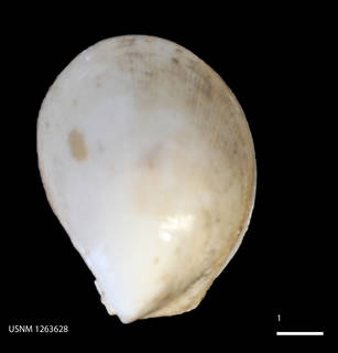 To NMNH Extant Collection (IZ USNM 1263628 (1))