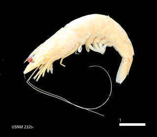 To NMNH Extant Collection (IZ USNM 232944 (2))
