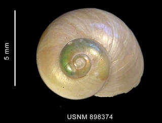 To NMNH Extant Collection (Margarella expansa (Sowerby, 1838), shell, apical view)