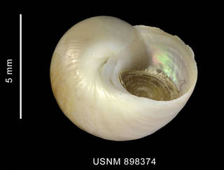 To NMNH Extant Collection (Margarella expansa (Sowerby, 1838), shell, basal view)