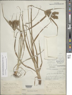 To Cyperus_retrofractus_NMNH3151807_type_1