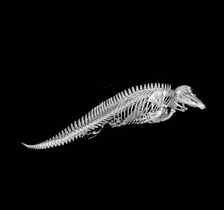 To NMNH Extant Collection (USNM 593525 ct scan 1)