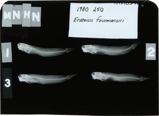 To NMNH Extant Collection (Ecsenius fourmanoiri RAD121545-001)