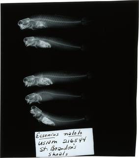 To NMNH Extant Collection (Ecsenius nalolo RAD121594-001)