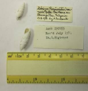 To NMNH Extant Collection (USNM 1454321)