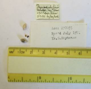 To NMNH Extant Collection (USNM 1454326)