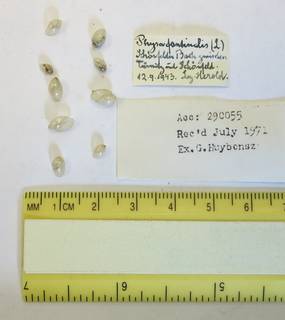 To NMNH Extant Collection (USNM 1454338)