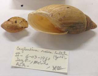 To NMNH Extant Collection (USNM 1454651)