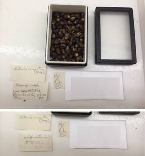 To NMNH Extant Collection (USNM 1454583)