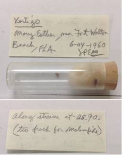 To NMNH Extant Collection (USNM 1454914)