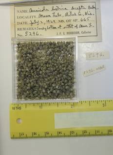 To NMNH Extant Collection (JPEM 05296)
