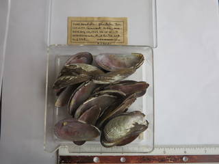 To NMNH Extant Collection (JPEM 06248)
