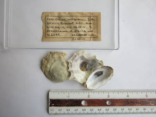 To NMNH Extant Collection (JPEM 06249)