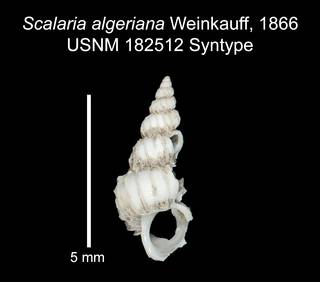 To NMNH Extant Collection (IZ MOL 182512 Syntype shell)