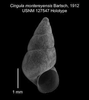 To NMNH Extant Collection (IZ MOL 127547 Holotype shell plate)