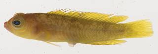 To NMNH Extant Collection (Lubbockichthys USNM 395603 photograph lateral view)