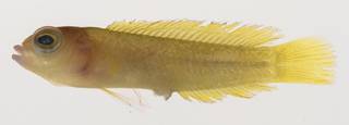 To NMNH Extant Collection (Lubbockichthys USNM 395604 photograph lateral view)