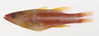 To NMNH Extant Collection (Liopropoma tonstrinum USNM 425632 photograph lateral view)