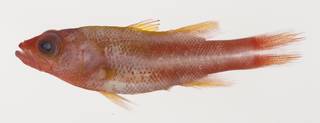 To NMNH Extant Collection (Liopropoma tonstrinum USNM 425630 photograph lateral view)