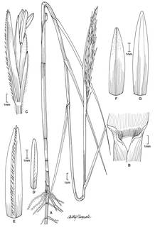 To NMNH Extant Collection (Spartina alterniflora 0939)