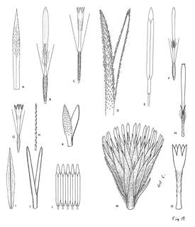 To NMNH Extant Collection (3435_Oritrophium mucidum & peruvianum)