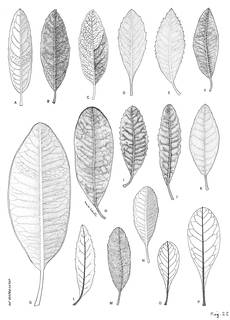 To NMNH Extant Collection (3439_Diplostephium Leaves)