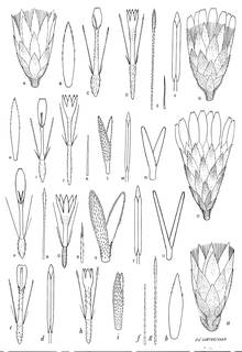 To NMNH Extant Collection (3442_Diplostephium ellipticum, tamanum, grantii & antioquense)