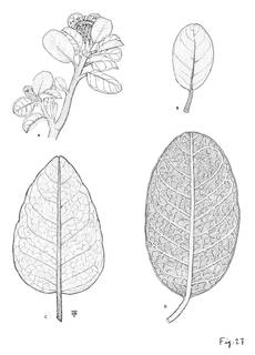 To NMNH Extant Collection (3444_Flowering branches Diplostephium crassifolium, juliani & huertasii)
