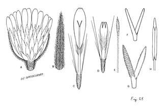 To NMNH Extant Collection (3445_Diplostephium crassifolium)