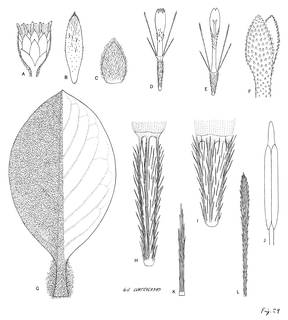 To NMNH Extant Collection (3446_Diplostephium coriaceum)