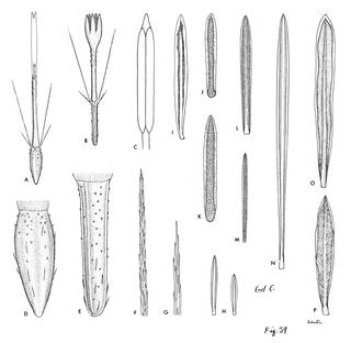 To NMNH Extant Collection (3456_Diplostephium revolutum, lacunosum, cyparissias, rosmarinifolium & violaceum)