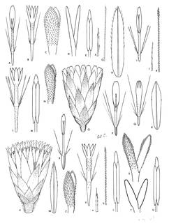 To NMNH Extant Collection (3457_Diplostephium rosmarinifolium, heterophillum, cyparissias & violaceum)
