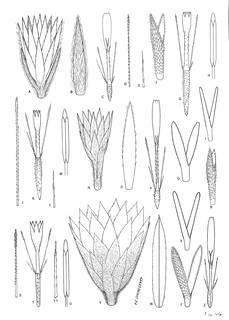 To NMNH Extant Collection (3461_Diplostephium eriophorum, rupestre & weddellii)