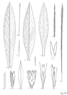 To NMNH Extant Collection (3462_Diplostephium saxatile, romeroi & tergocanum)