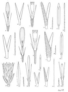 To NMNH Extant Collection (3489_Diplostephium colombianum, glutinosum & spinulosum)