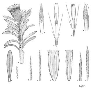 To NMNH Extant Collection (3491_Diplostephium nevadense)