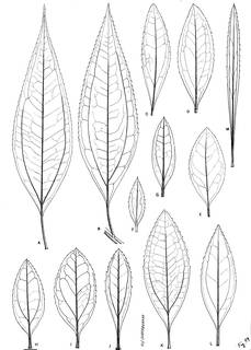 To NMNH Extant Collection (3510_Leaves of Baccharis)
