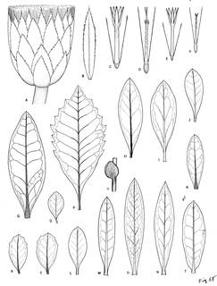 To NMNH Extant Collection (3519_Baccharis macrantha, lehmannii, odorata, teindalensis & cochensis)