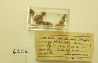 To NMNH Extant Collection (JPEM 06256)