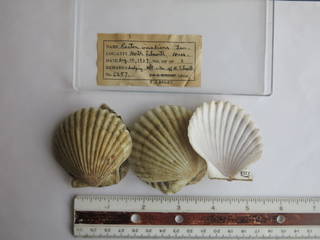 To NMNH Extant Collection (JPEM 06257)