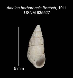 To NMNH Extant Collection (IZ MOL 635527 Shell 1)