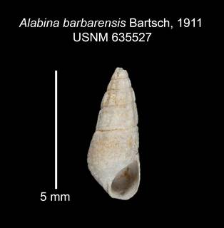 To NMNH Extant Collection (IZ MOL 635527 Shell 2)