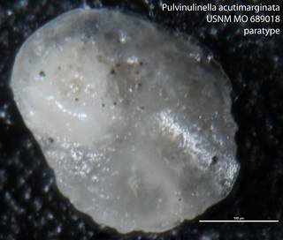 To NMNH Paleobiology Collection (Pulvinulinella acutimarginata MO 689018 paratype)
