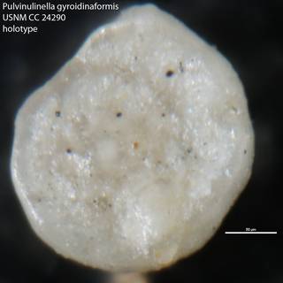 To NMNH Paleobiology Collection (Pulvinulinella gyroidinaformis USNM CC 24290 holotype)