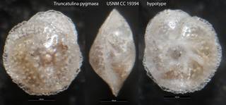 To NMNH Paleobiology Collection (Truncatulina pygmaea USNM CC 19394 hypotype)