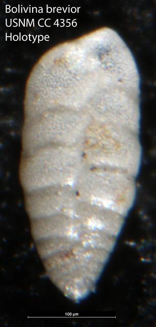 To NMNH Paleobiology Collection (Bolivina brevior USNM CC 4356 Holotype)