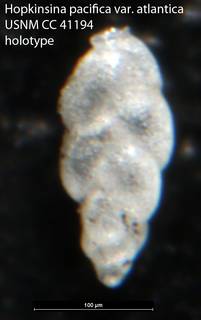 To NMNH Paleobiology Collection (Hopkinsina pacifica var. atlantica USNM CC 41194 holotype)