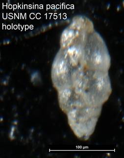 To NMNH Paleobiology Collection (Hopkinsina pacifica USNM CC 17513 holotype)