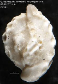To NMNH Paleobiology Collection (Quinqueloculina kerimbatica var. philippinensis USNM PP 13514b syntype)