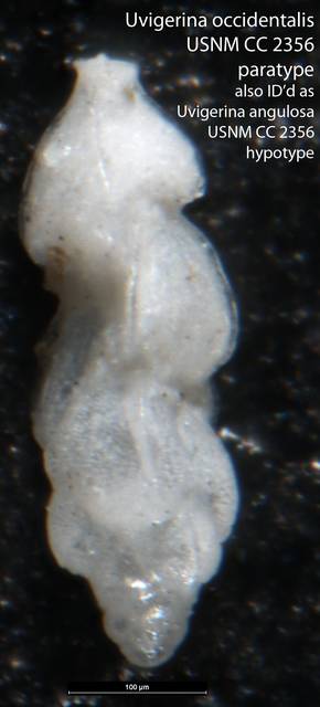 To NMNH Paleobiology Collection (Uvigerina occidentalis USNM CC 2356 paratype Uvigerina angulosa USNM CC 2356 hypotype)